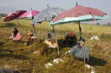 KESEJAHTERAAN PETANI:  Perlindungan Pemerintah Masih Minim