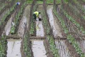 Kemendag & Kementan Dituding Gagal Bangun Kelembagaan Petani