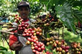 Berikut Ini Pergerakan Harga Kopi Robusta 5-13 Mei 2014