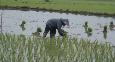 Dana Perluasan Sawah Tak Cair, Target Produksi Pangan Direvisi