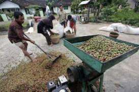 HARGA KOPI ROBUSTA: Melemah 0,52%