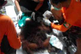 Orangutan Luka Bacok Diselamatkan Warga dari Sekitar Perkebunan Sawit