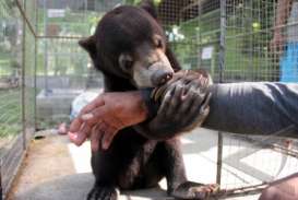 Beruang Madu Ditemukan di Semenanjung Kampar Riau