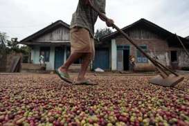 HARGA KOPI:  Robusta Anjlok 1,85%