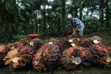 DAMPAK EL NINO: Produksi CPO Bisa Anjlok Sampai 55%