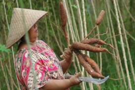 Pengembangan Tepung Singkong Butuh Insentif