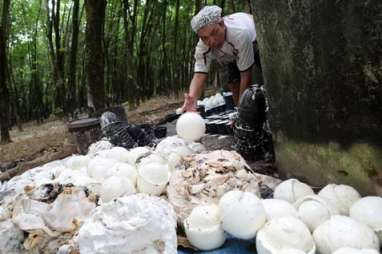 KARET TOCOM: Jeda Siang, Harga Naik 0,1%