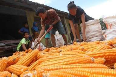 PAKAN TERNAK: Produksi Jagung Tak Pengaruhi Impor