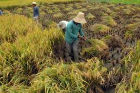 PRODUKSI PADI: Pemerintah Optimistis Tembus 70 Juta Ton