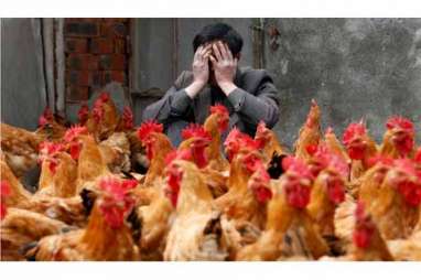 LEBARAN 2014: Harga Ayam Rp125.000 Per Ekor