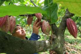 Petani Kakao Harapkan Pemerintah Dorong Produktivitas Nasional