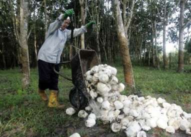 HARGA KARET (5/8/2014): Ditutup Anjlok 0,66%