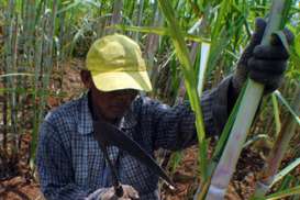 Petani Tebu Kendal Ancam Pabrik Gula