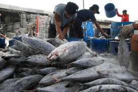 Promosi Kian Gencar, Tingkat Konsumsi Ikan Terus Naik