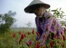 BI Banten Bina Petani Cabai dan Bawang Merah