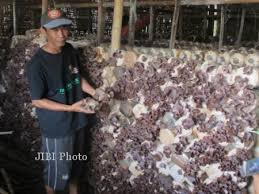 Tangsel Dorong Warga Budidaya Tanaman Jamur