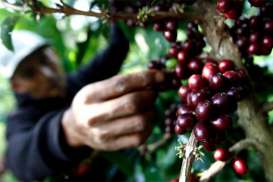 HARGA KOPI ROBUSTA (29/8/2014): Dibuka Naik 0,34% ke Level US$2.043/ton