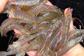 Udang Vaname: Produksi Berkurang, Harga di Jateng Naik 15%