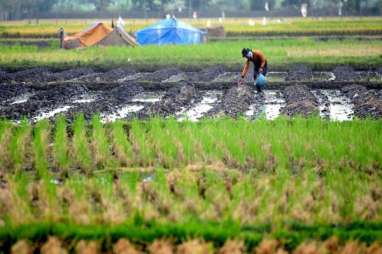 Kementan Siapkan Desain Cetak Sawah 100.000 Hektare