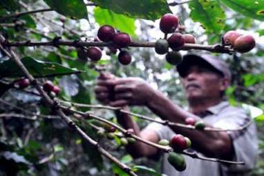 HARGA KOPI ROBUSTA (18 November 2014): Melemah 0,48% di Awal Perdagangan