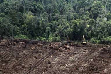 Pemerintah Stop Izin Perkebunan di Lahan Gambut