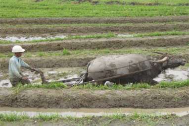 3 Juta Ha Lahan Pertanian Rusak