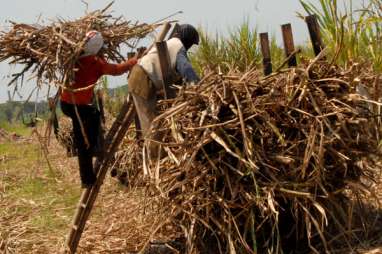 PRODUKSI GULA: Produksi Turun, Kok Bisa Stok di Dalam Negeri Melimpah?