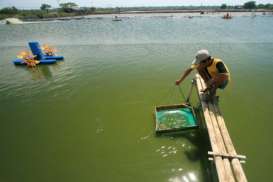 PRODUKSI UDANG: Pemerintah Optimistis Target 690.000 Ton Tercapai