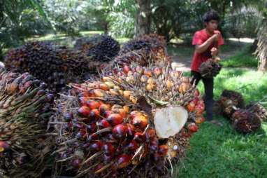 HARGA CPO (19 Desember): Awal Dagang Terkoreksi 0,7%