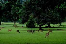 3 Tips Agar Tetap Nyaman Berkunjung ke Kebun Raya Bogor di Bawah Guyuran Hujan