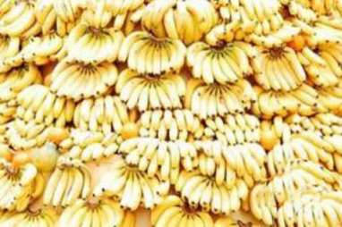 Wah, Indonesia Produsen Pisang Terbesar ke-6 Dunia