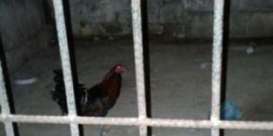 Gara-gara Membuat Onar, Seekor Ayam Dipenjara