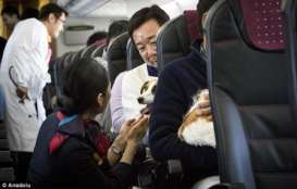 Di Jepang, Anda Diizinkan Bawa Anjing ke Pesawat