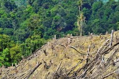 Jokowi: Jangan Berikan Hutan Hanya ke Konglomerat