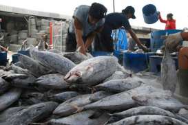 Sektor Perikanan Perlu Pelabuhan Khusus, Ini Alasannya