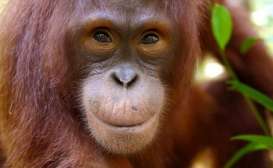 Orangutan di Bonbin Belanda Mencari Pasangan Lewat Tinder