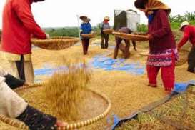 Empat Juta Ton Gabah Petani Bakal Diborong Pemerintah