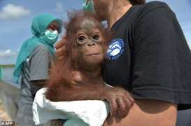 Beruntung, Bayi Orangutan Ini Dapat Diselamatkan Setelah Dipelihara Warga