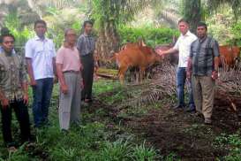 Ternak Sapi saat Replanting, Petani Sawit di Riau Peroleh Penghasilan Tambahan