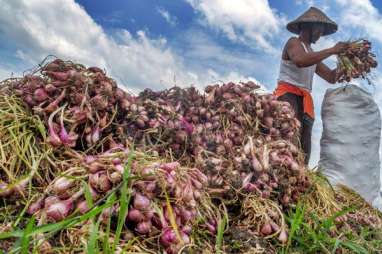 Kalbar Harus Waspadai Ancaman Naiknya Harga Bawang Merah