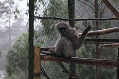 Tasuri, Selamatkan Owa Sokokembang Dengan Kopi Hutan