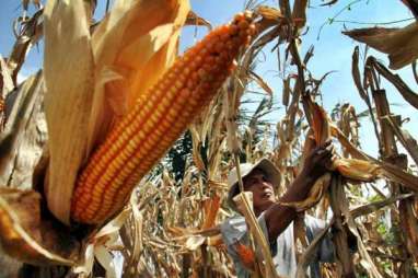 Kalbar Bantu Bibit Jagung untuk Korporasi Sawit