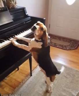 Seekor Anjing Beagle Bermain Piano Menyita Perhatian Netizen