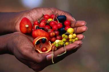 Bush Tucker, Kuliner Eksotis Aborigin yang Lama Terpendam