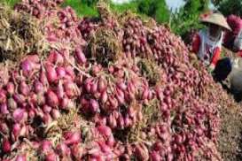 Bulog Sumut Belum Serap Bawang Petani