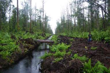 LSM Riau Minta Pelaku Usaha Dukung Regulasi Gambut