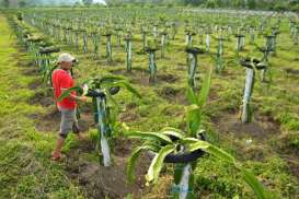 Petani Cemaskan Akses Modal dan Tanah