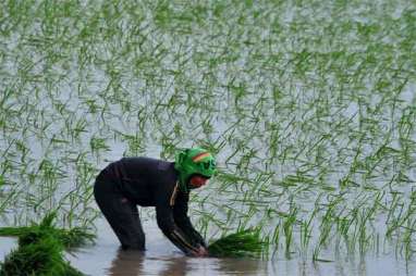 SPEKTRUM: Sawah Habis di Negeri Agraris