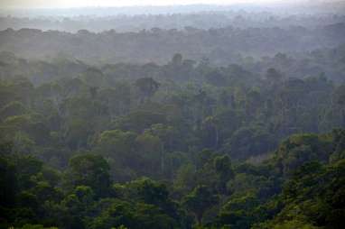 RESTORASI HUTAN: Sumsel Bidik 400.000 Ha