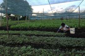 Petani Sayur Pontianak Diminta Perluas Pemasaran